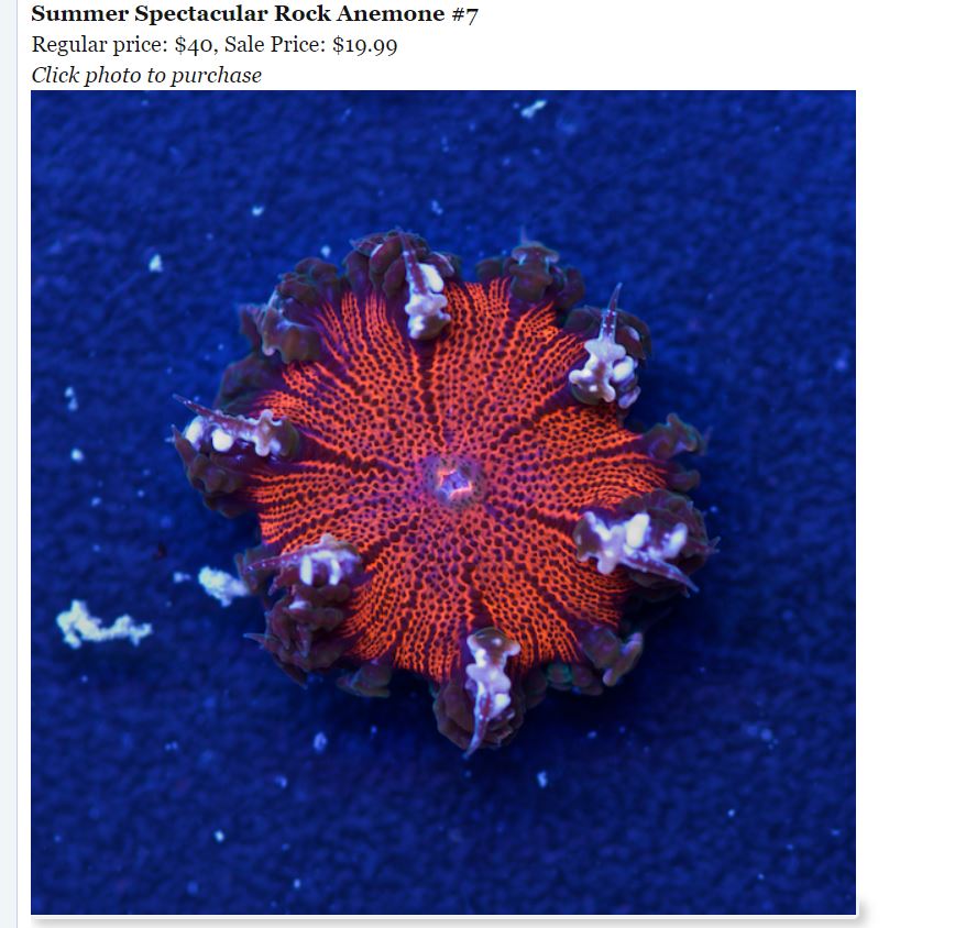RockFlowerAnemone.JPG