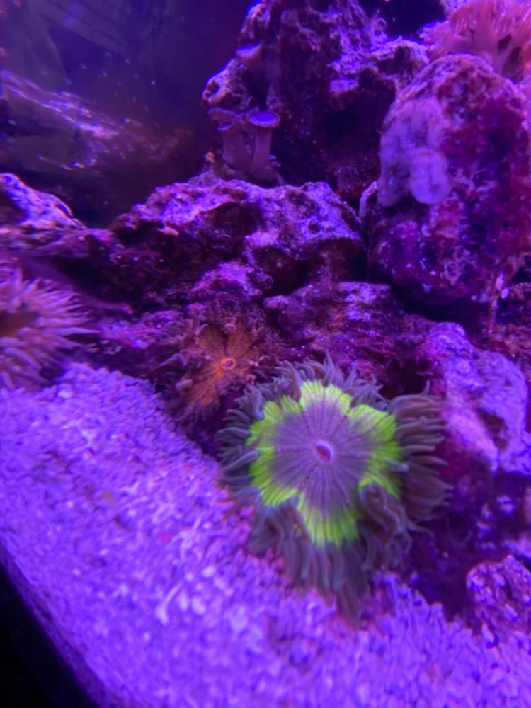 RockFlowers.jpg