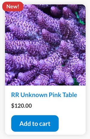 rr.png