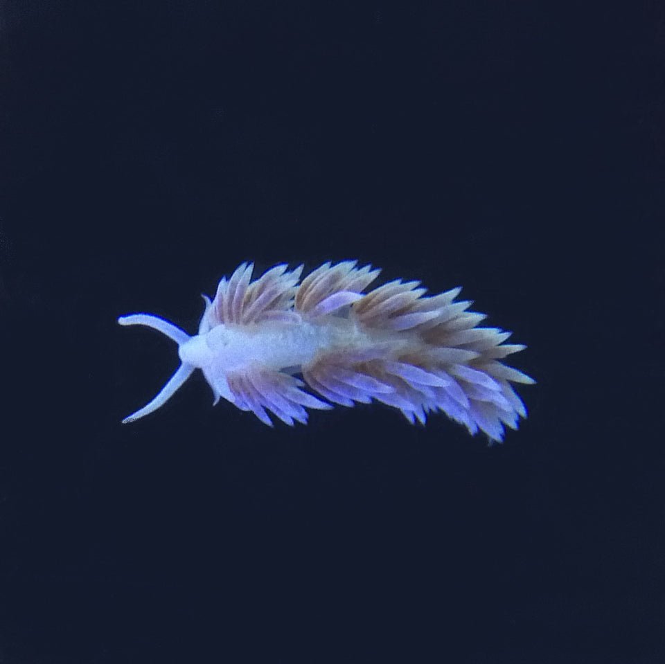 scottf096berghia_960x_crop_center.jpg