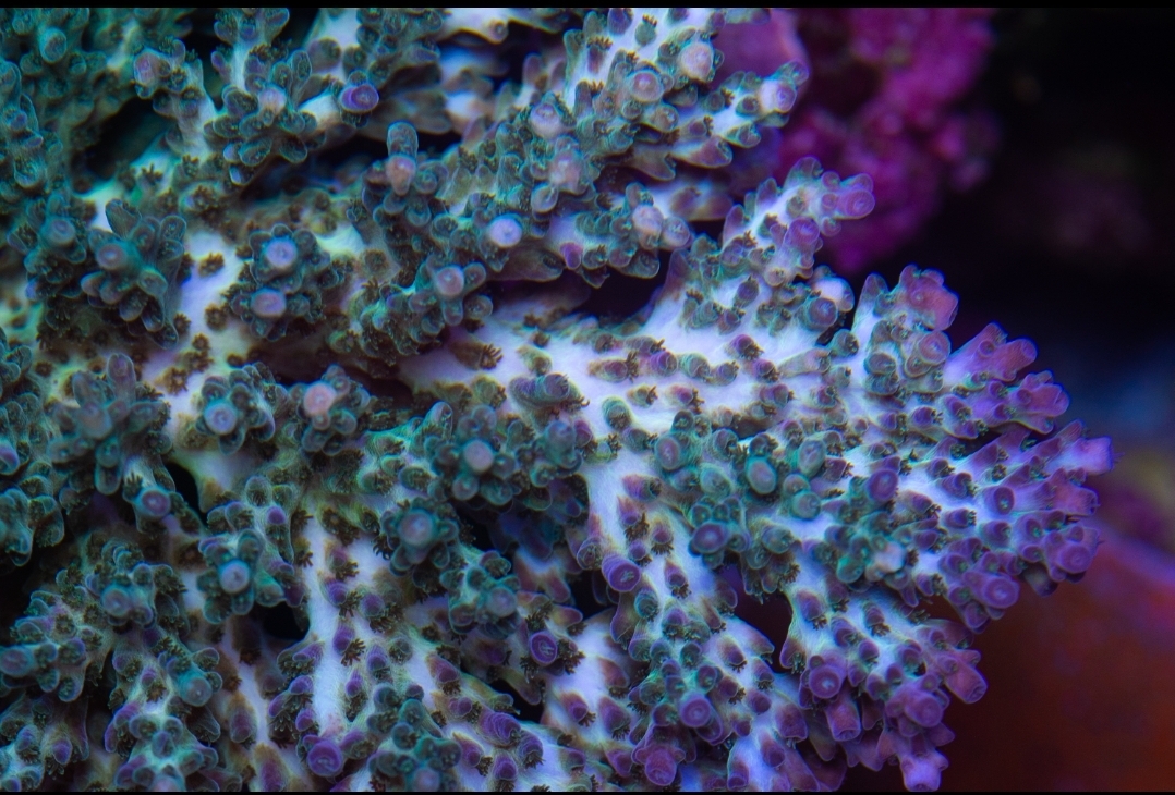 Screenshot_20200428-101309_Lightroom.jpg