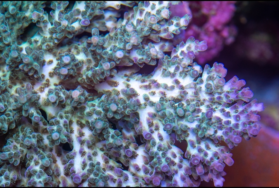 Screenshot_20200918-061659_Lightroom.jpg