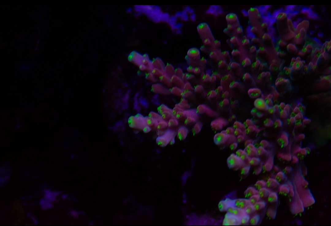 Screenshot_20200918-062731_Lightroom.jpg