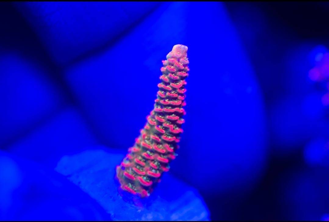 Screenshot_20210130-213923_Lightroom.jpg