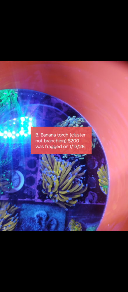 Screenshot_20260206-094133.png
