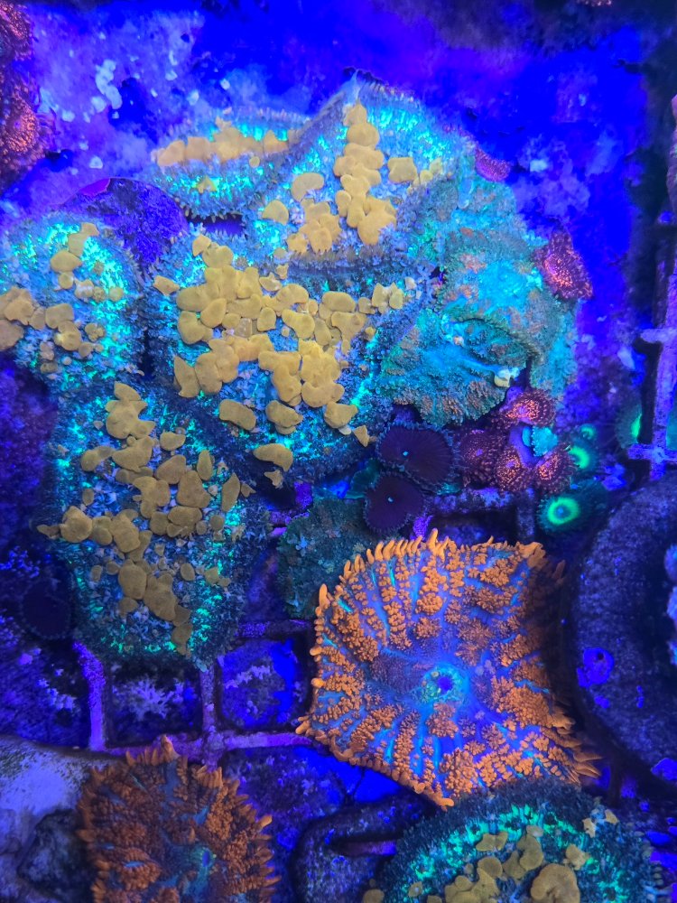 Shroom Garden .jpg