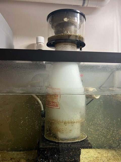 Skimmer.jpg