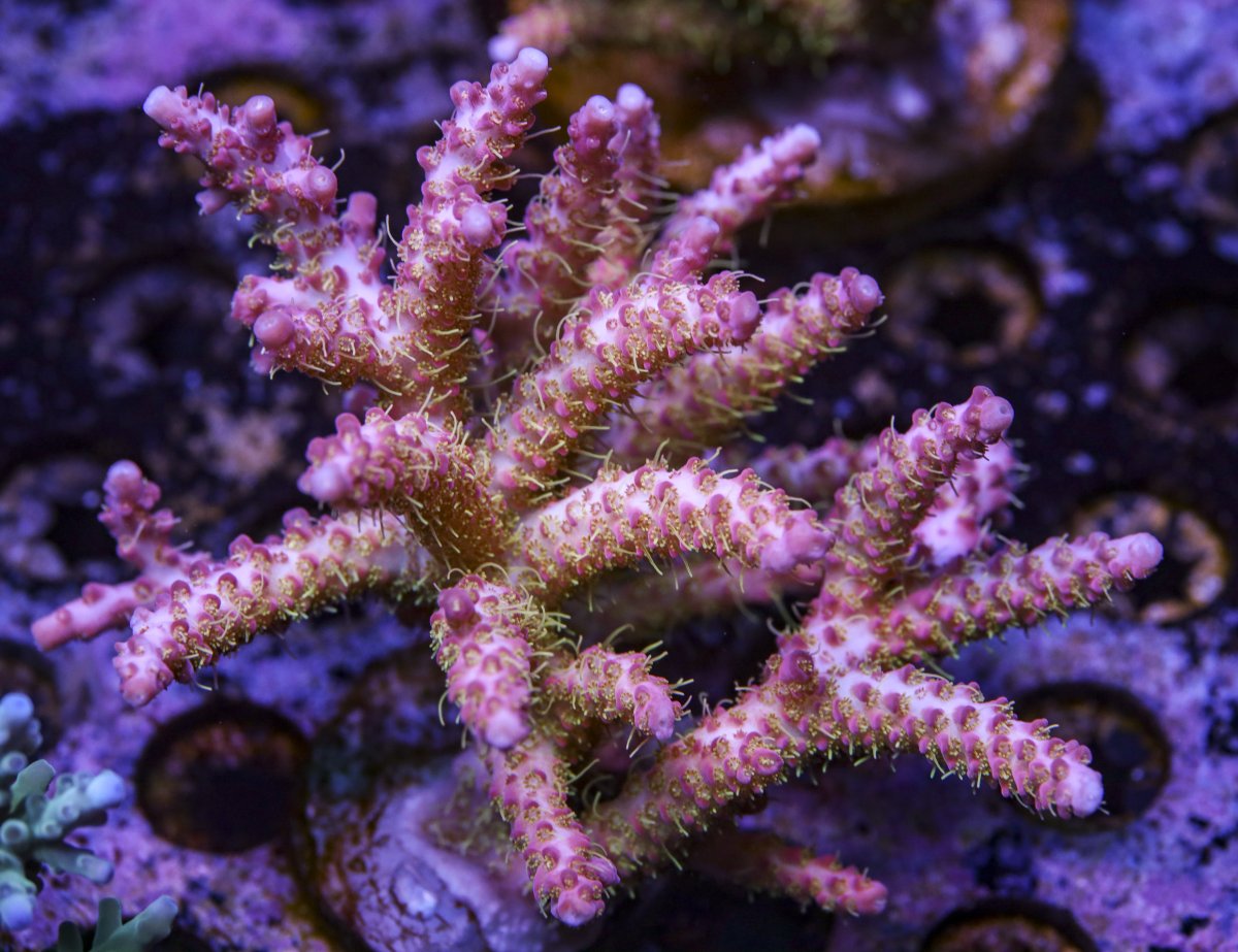 sps_colonies-3840.jpg