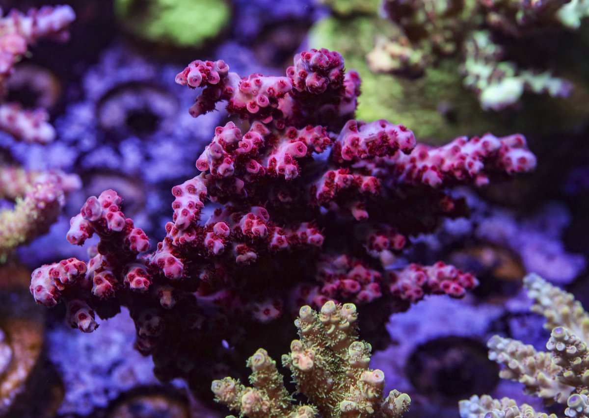 sps_colonies-3841.jpg