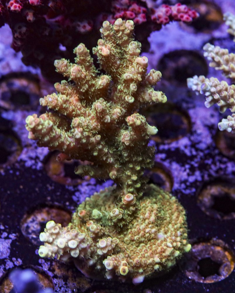 sps_colonies-3842.jpg
