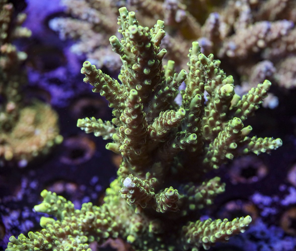 sps_colonies-3843.jpg