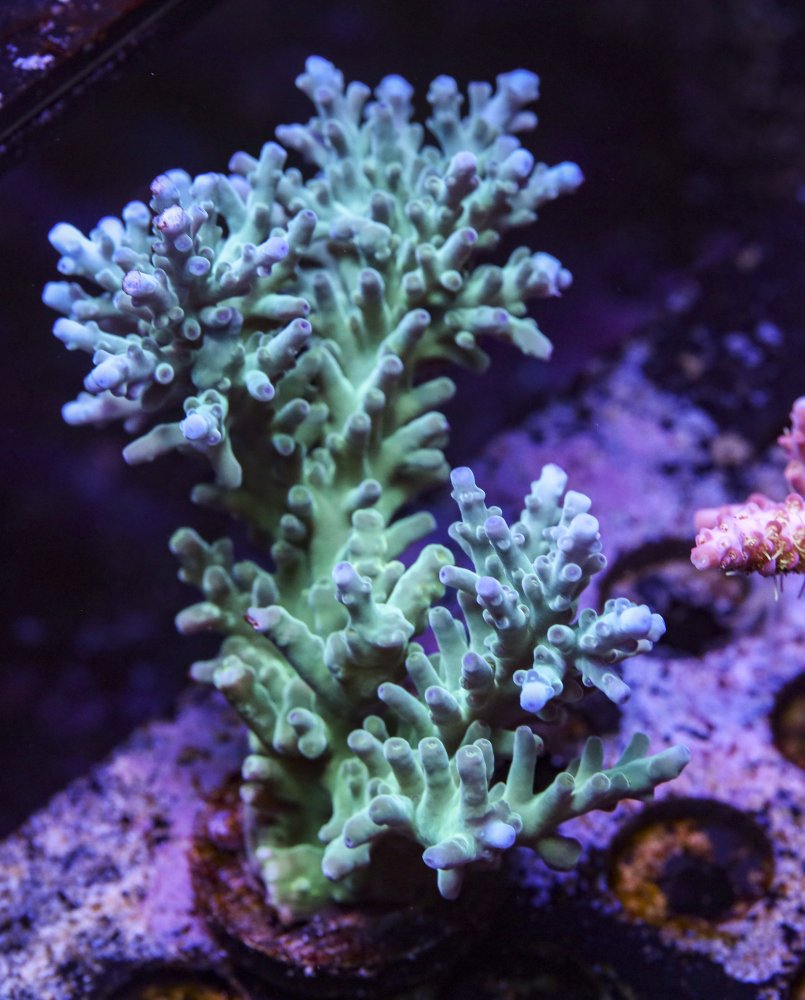 sps_colonies-3844.jpg