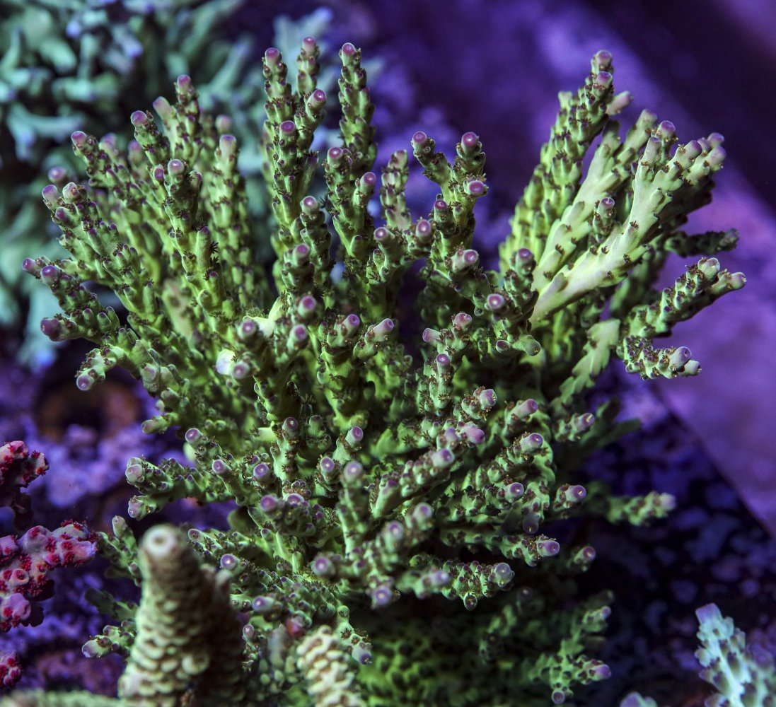 sps_colonies-3845.jpg