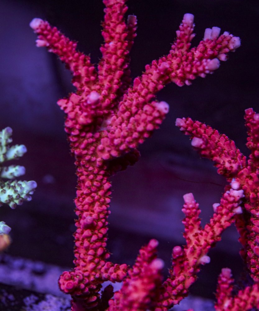 sps_colonies-3846.jpg