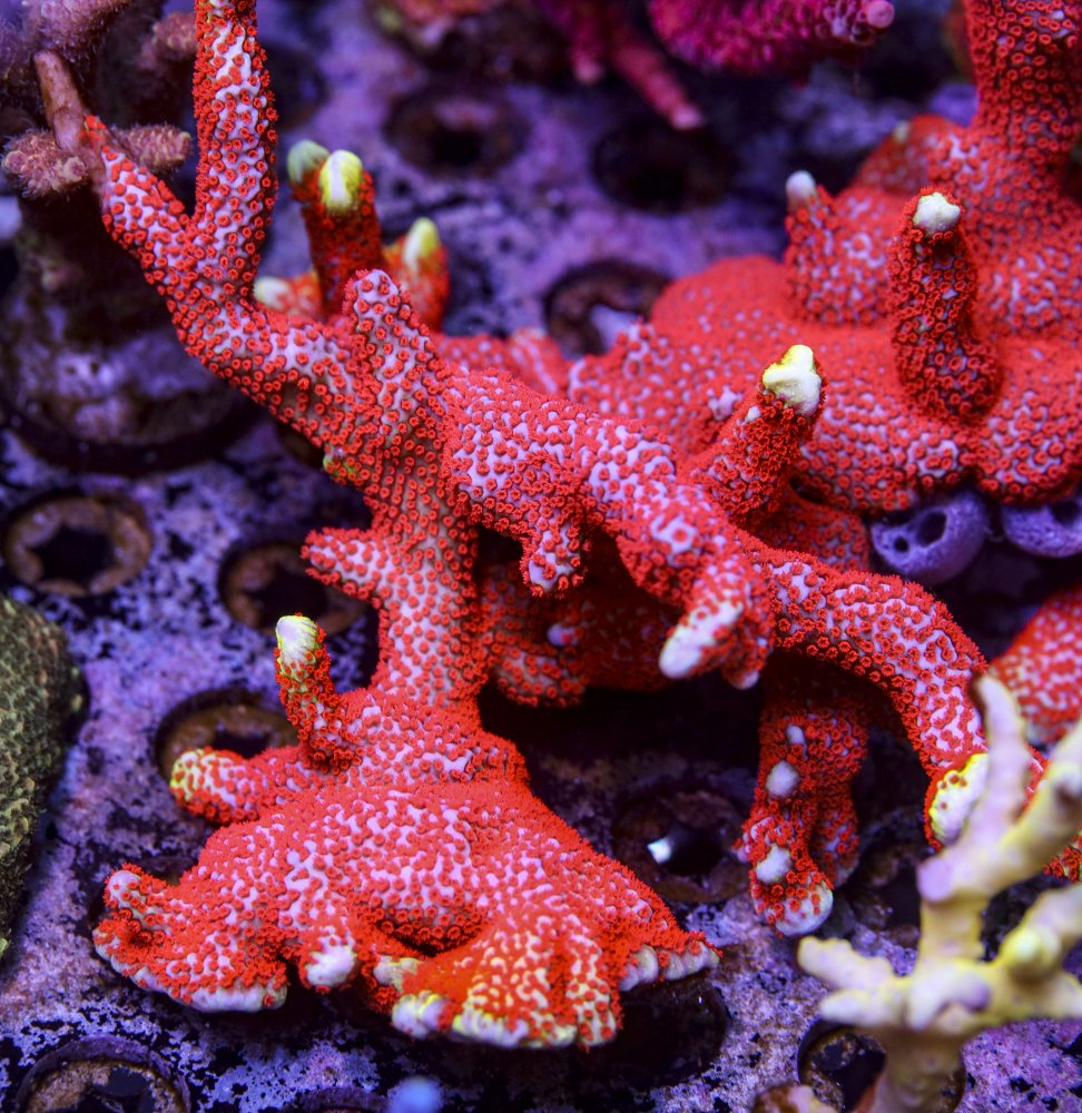 sps_colonies-3847.jpg
