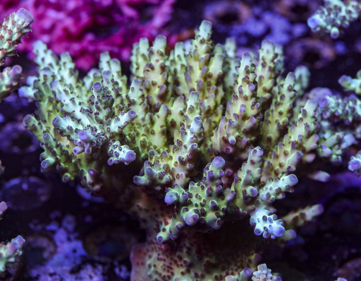 sps_colonies-3848.jpg