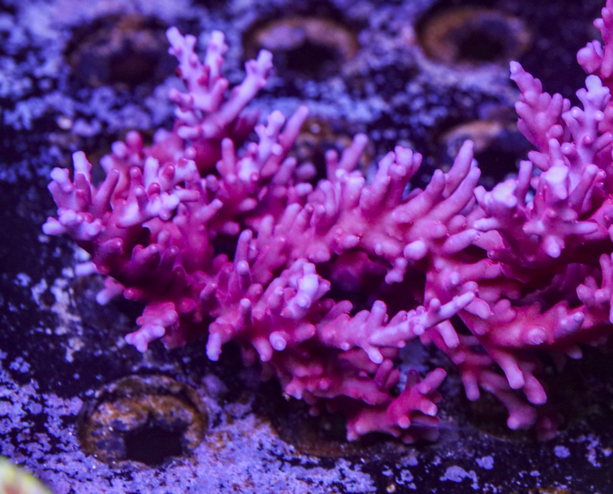 sps_colonies-3849.jpg