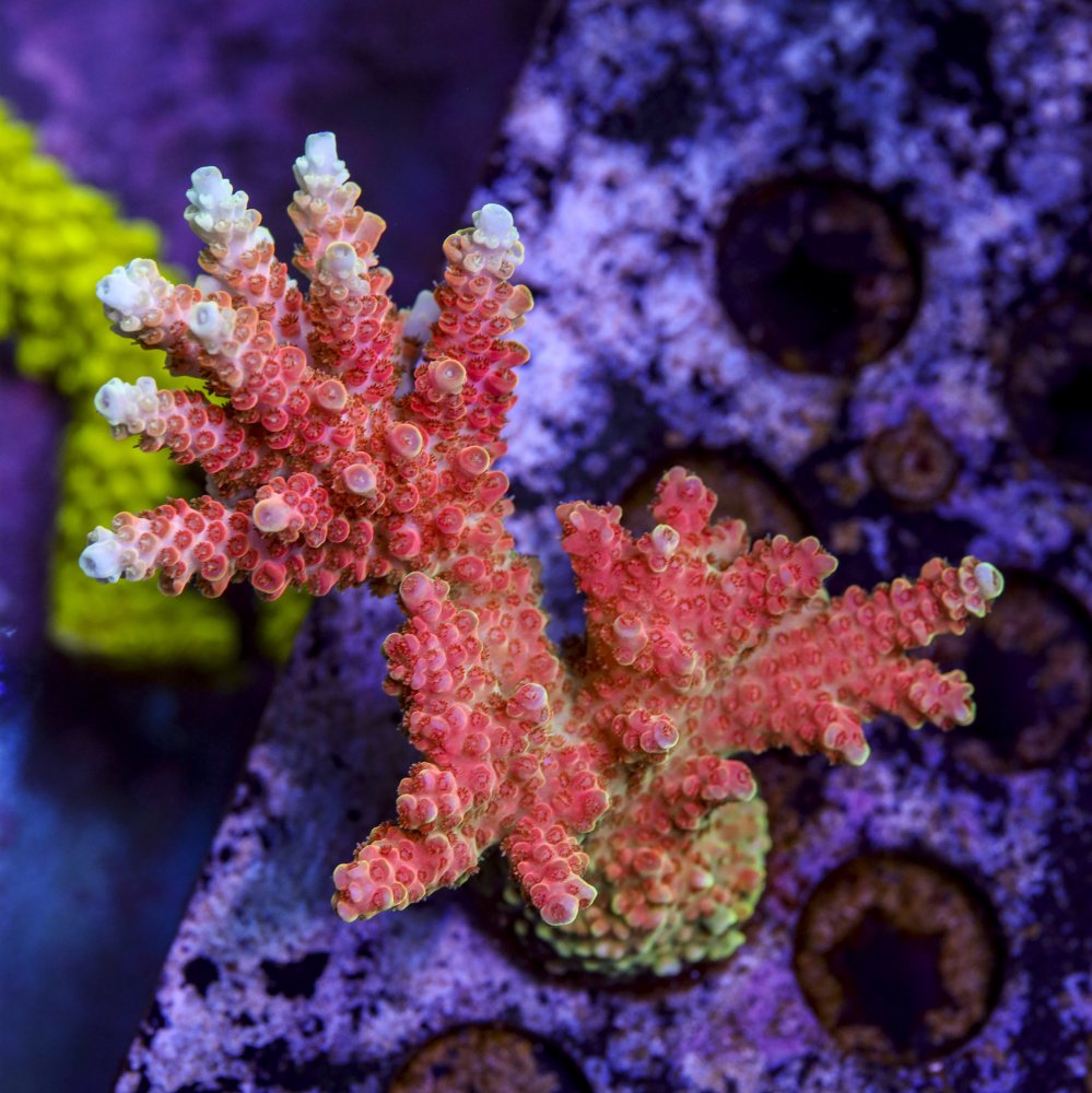sps_colonies-3850.jpg