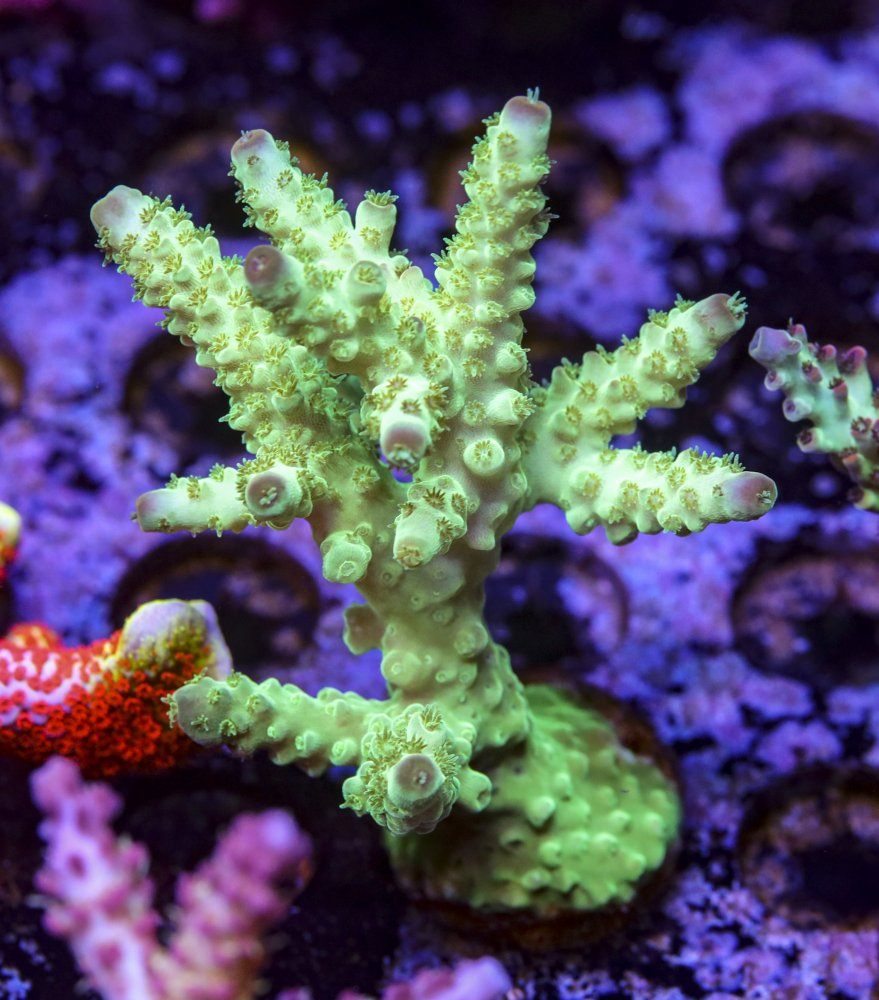 sps_colonies-3851.jpg