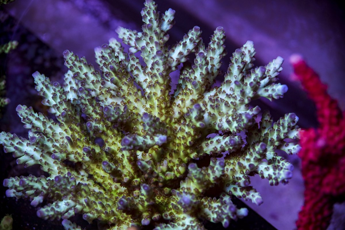 sps_colonies-3852.jpg