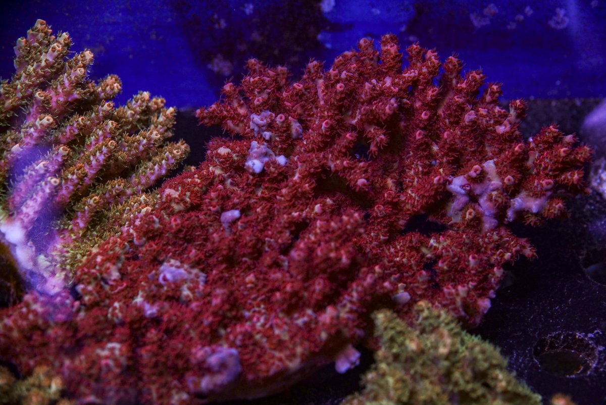 sps_colonies-3853.jpg