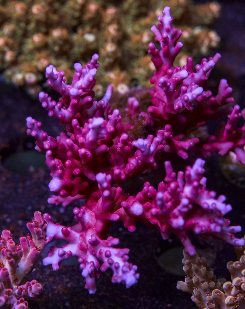 sps_colonies-3855.jpg