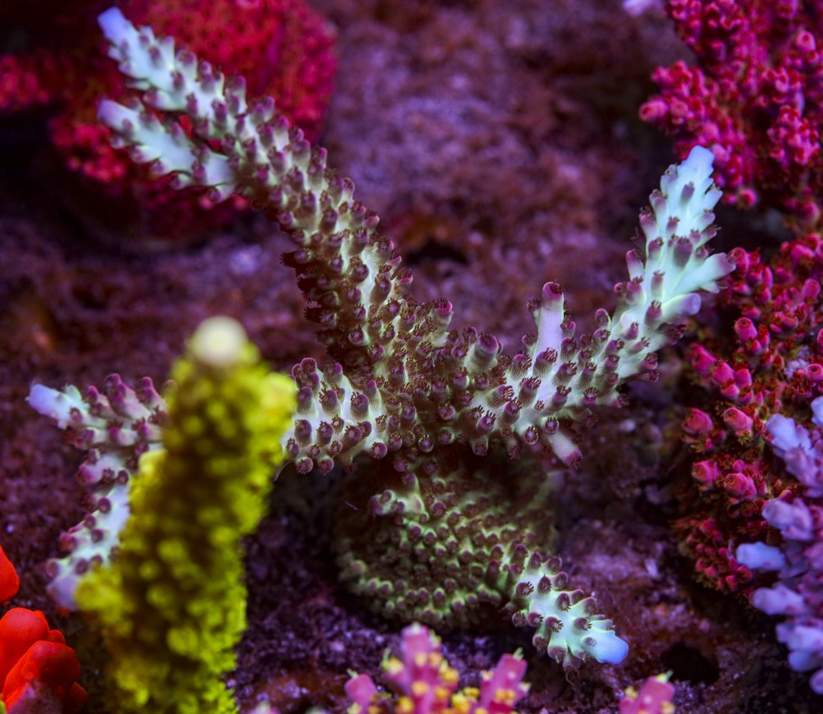 sps_colonies-3857.jpg