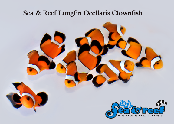SR_Longfin_Ocellaris_group.png