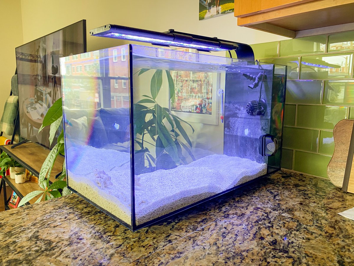 tank day 1.jpeg