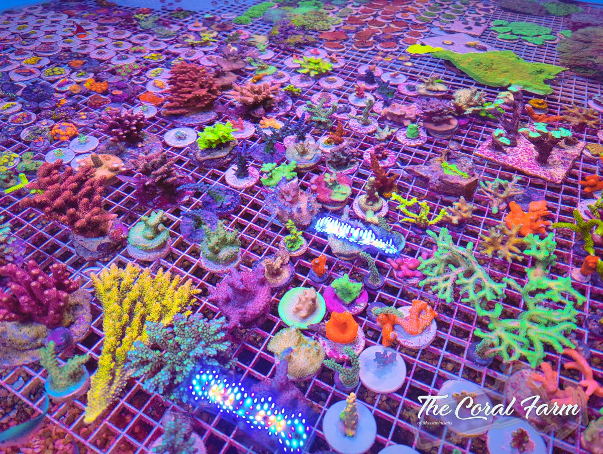 The Coral Farm MA -10hhhh.jpg