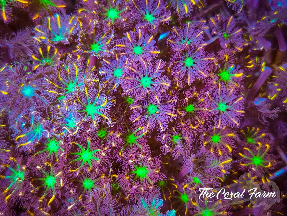 The Coral Farm MA 111822--58.jpg