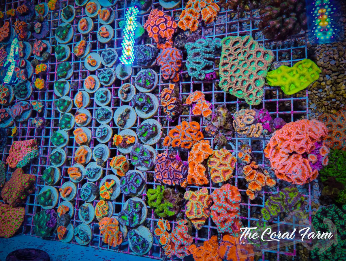 The Coral Farm MA -3.jpg