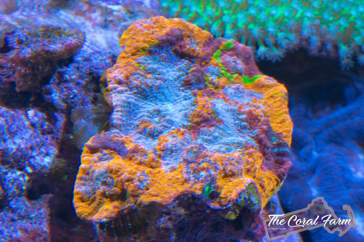 The Coral Farm MA -425.jpg