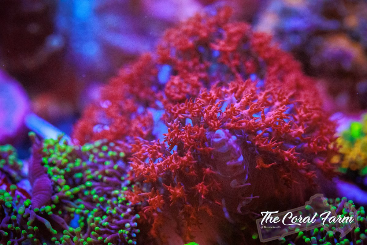 The Coral Farm MA 42722 -16.jpg