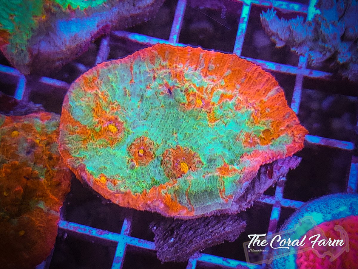 The Coral Farm MA -60.jpg