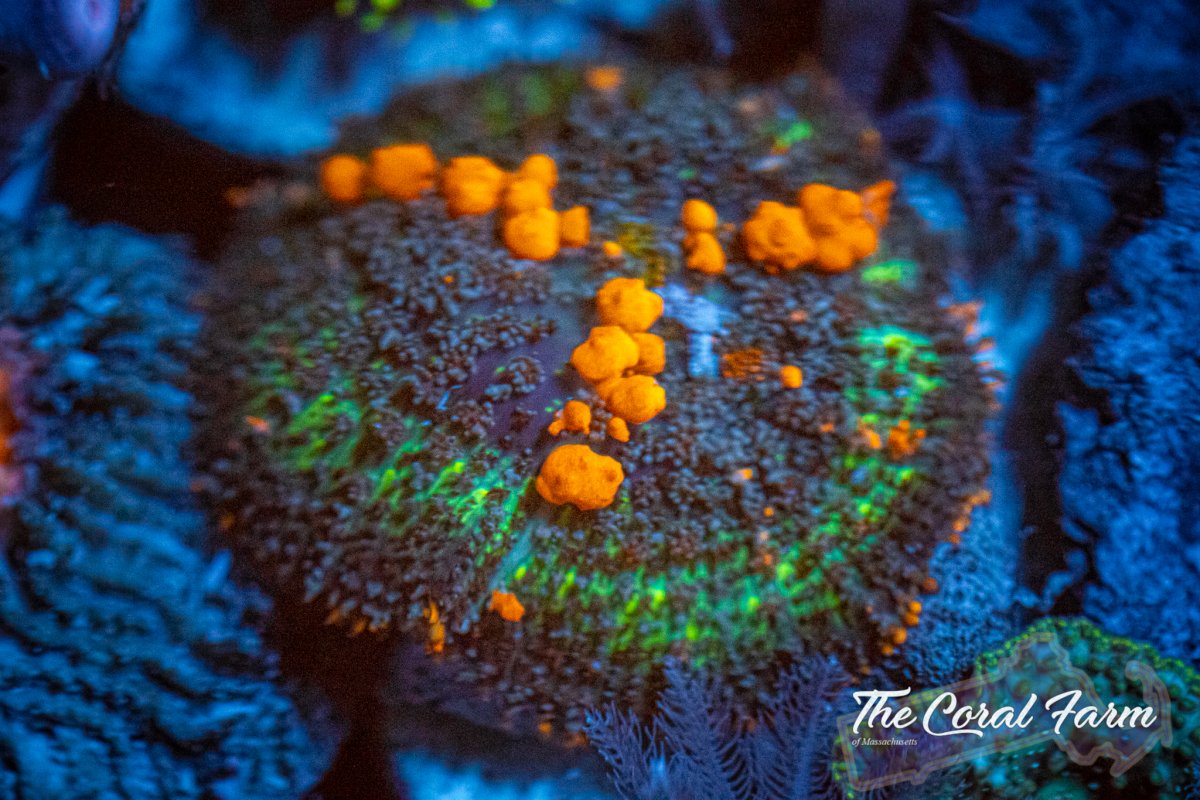 The Coral Farm MA 6221-109.jpg