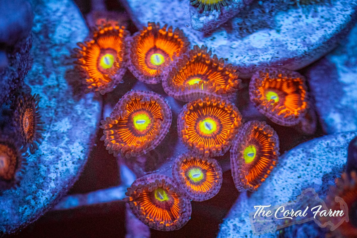 The Coral Farm MA 6221-154.jpg