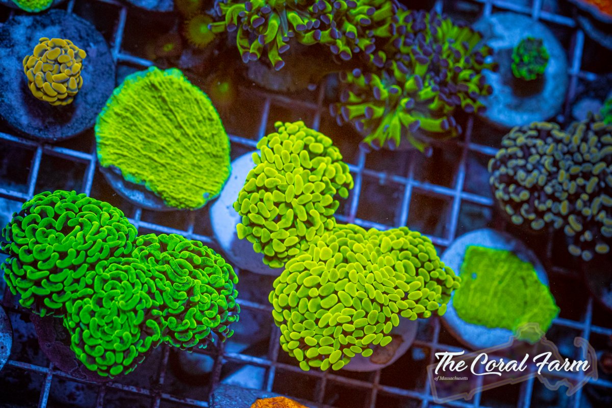 The Coral Farm MA 6221-208.jpg