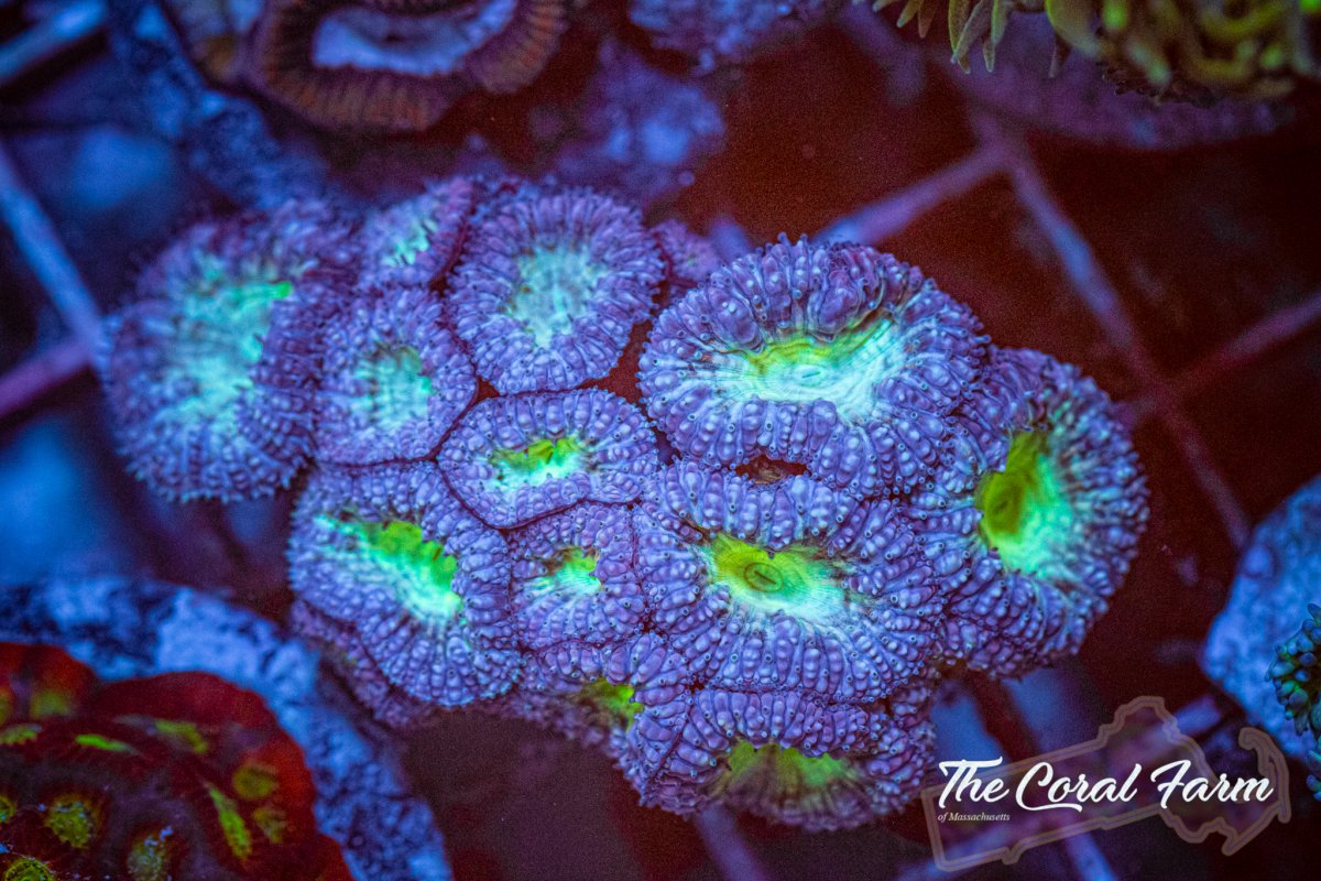 The Coral Farm MA 6221-46.jpg