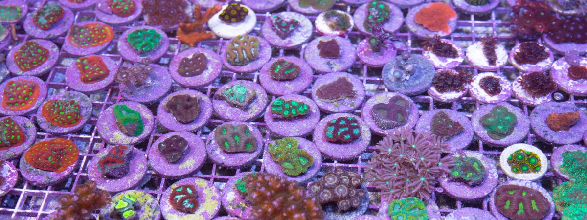 TheCoralFarm.jpg