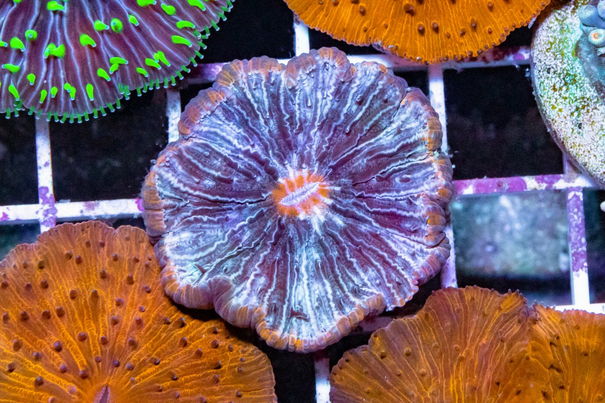 TheCoralFarm-MA-15.jpg