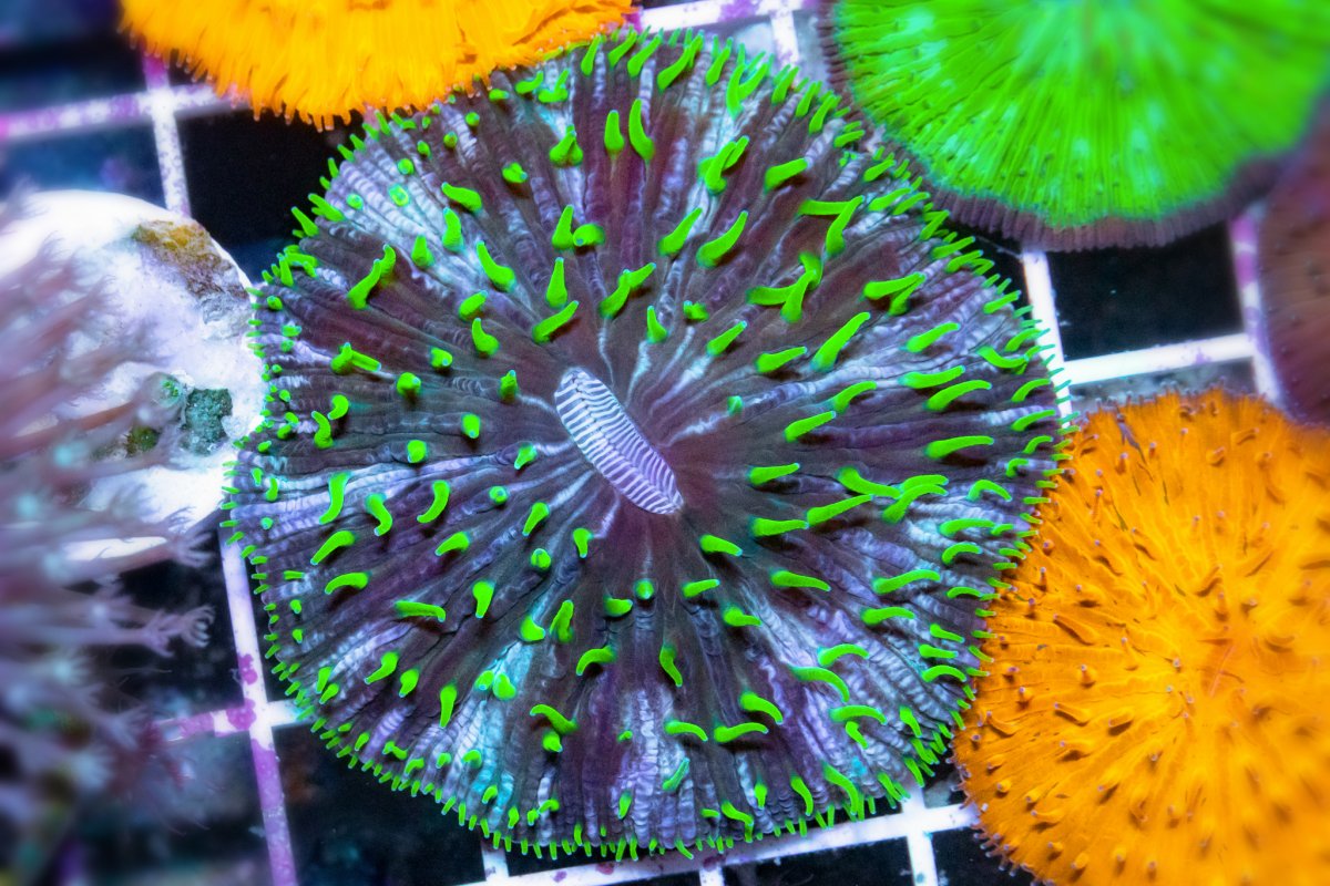 TheCoralFarm-MA-21.jpg