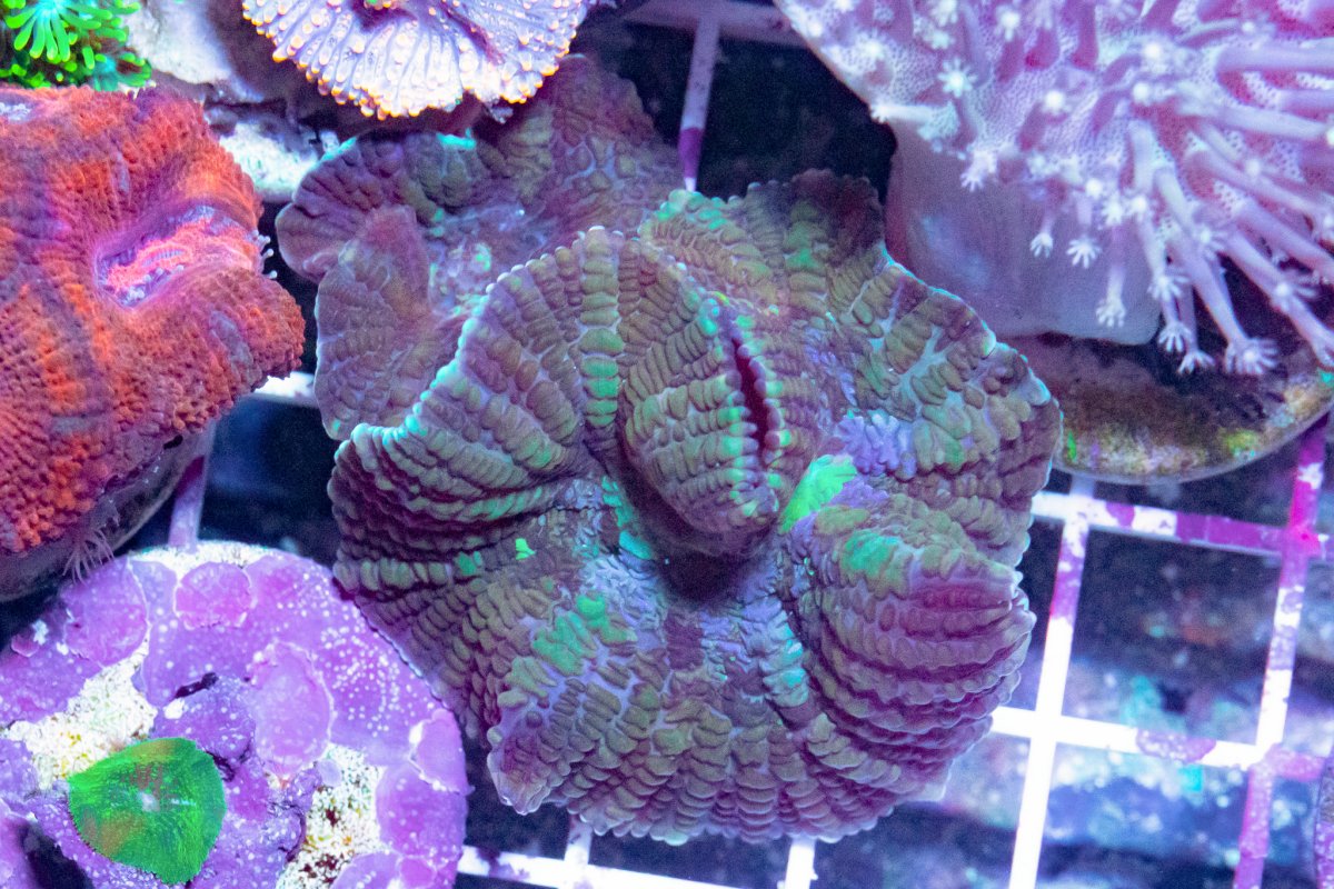 TheCoralFarm-MA-24.jpg