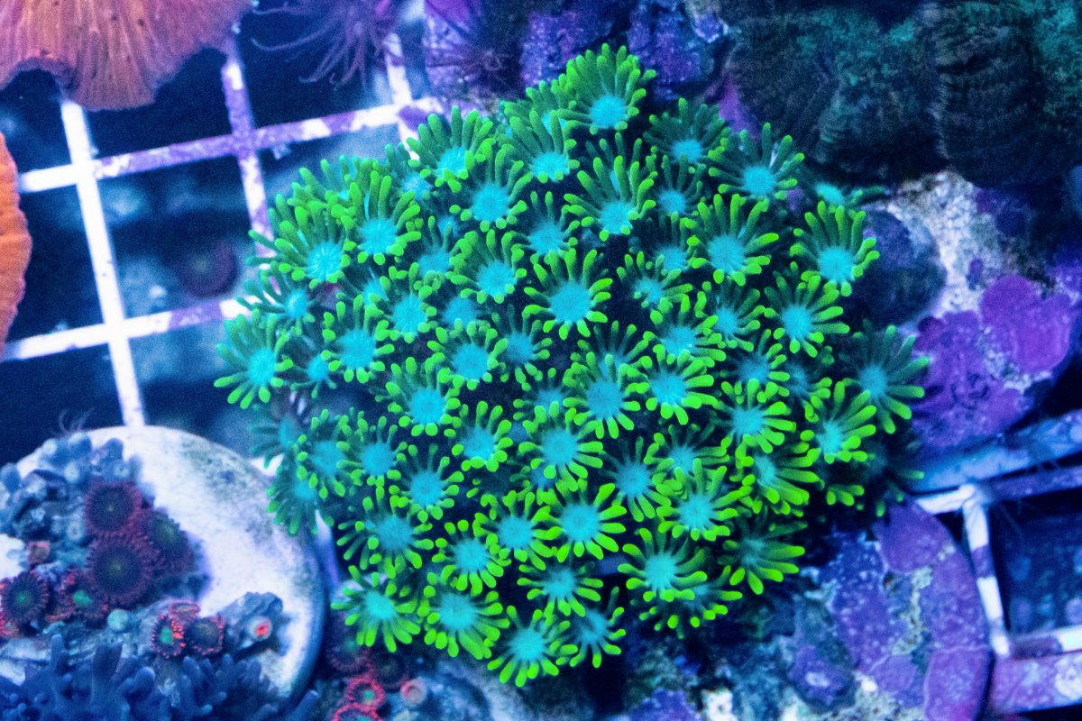 TheCoralFarm-MA-30.jpg