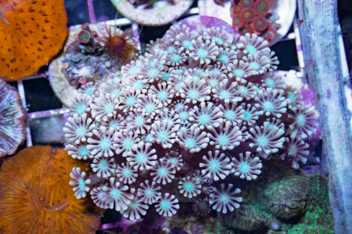 TheCoralFarm-MA-31.jpg