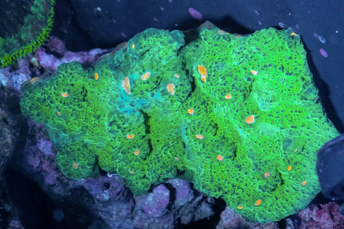TheCoralFarm-MA-33.jpg
