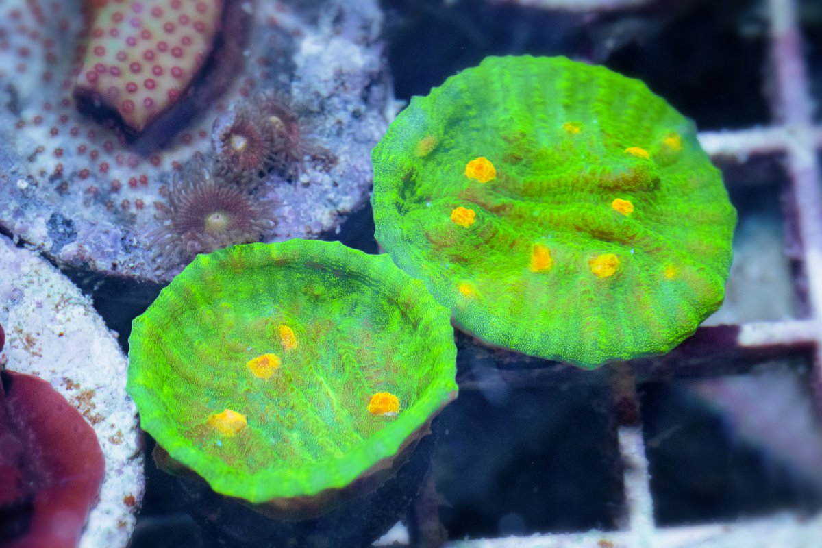 TheCoralFarm-MA-36.jpg