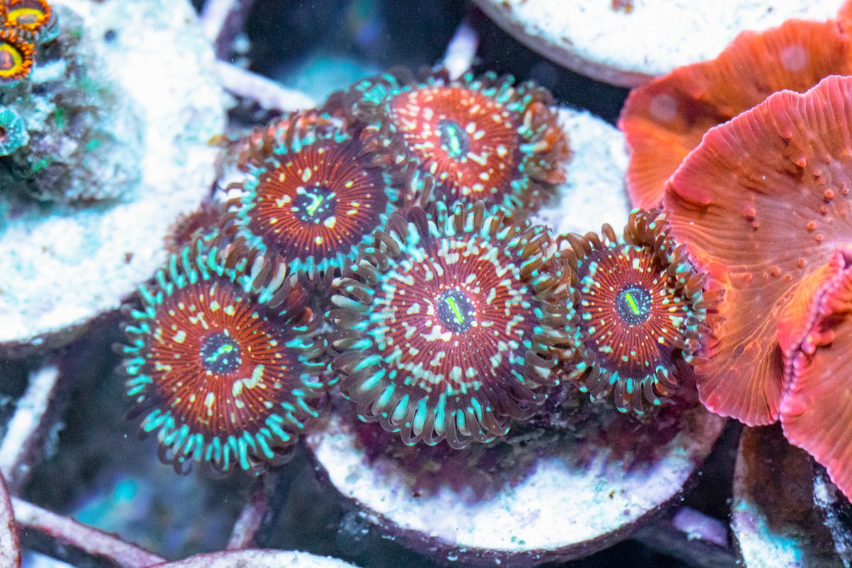 TheCoralFarm-MA-39.jpg