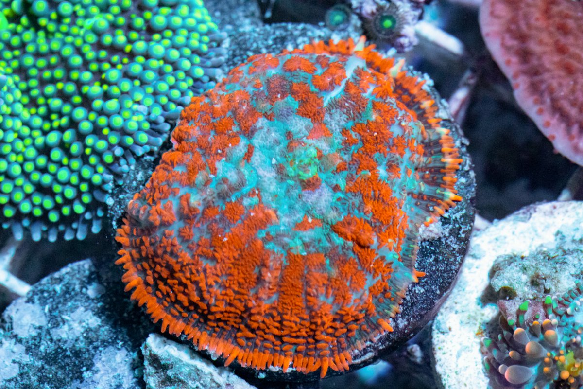 TheCoralFarm-MA-40.jpg