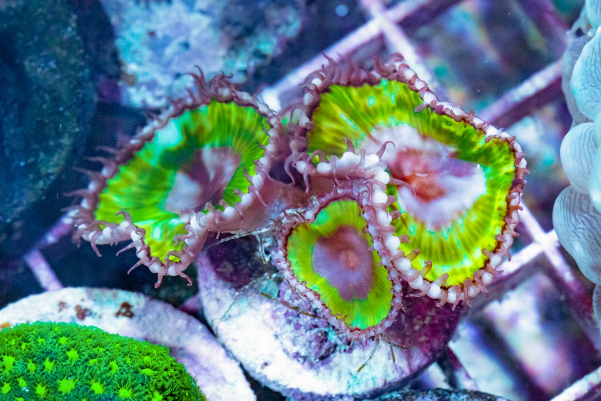 TheCoralFarm-MA-41.jpg